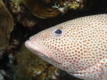   Rock Hind close personal  